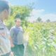 Bhabinkamtibmas Desa Labuapi Ajak Petani Tanam Jagung Demi Pangan Nasional