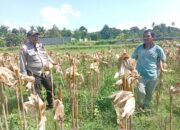 Situasi Desa Merembu Kondusif, Polisi Ajak Warga Fokus pada Kemandirian Pangan