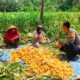 Sambang Bhabinkamtibmas di Lembar: Petani Jagung Dapat Dukungan Ketahanan Pangan