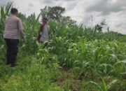 Polri Aktif Kawal Pertanian Jagung di Desa Kuranji Dalang, Labuapi Lombok Barat