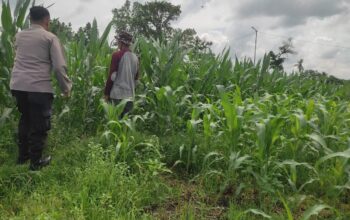 Sinergi Polri dan Petani: Jagung Desa Kuranji Dalang Jadi Penopang Pangan Lombok Barat
