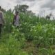 Sinergi Polri dan Petani: Jagung Desa Kuranji Dalang Jadi Penopang Pangan Lombok Barat