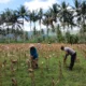 Sinergi Polri dan Petani di Gerung Dorong Stabilitas Harga Jagung