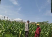 Polisi Turun ke Sawah, Dukung Ketahanan Pangan di Kuranji Dalang