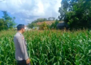 Kehadiran Polisi di Ladang Jagung, Bukti Sinergi Polri dan Petani di Lombok Barat