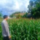Dekat dengan Warga, Bhabinkamtibmas Perampuan Kawal Program Ketahanan Pangan