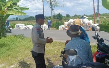 Sinergi Polisi dan Petani di Lombok Barat, Hasilkan Panen Jagung Melimpah