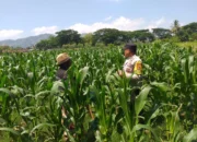 Polsek Kuripan Turun ke Sawah, Dukung Petani Tingkatkan Produksi Jagung