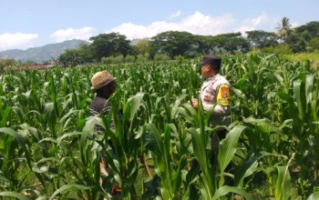 Polsek Kuripan Turun ke Sawah, Dukung Petani Tingkatkan Produksi Jagung