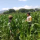 Polsek Kuripan Turun ke Sawah, Dukung Petani Tingkatkan Produksi Jagung