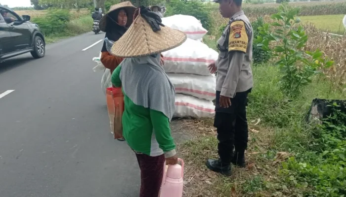 Sinergi Polri dan Petani, Panen Jagung di Dasan Geres Sukses Besar