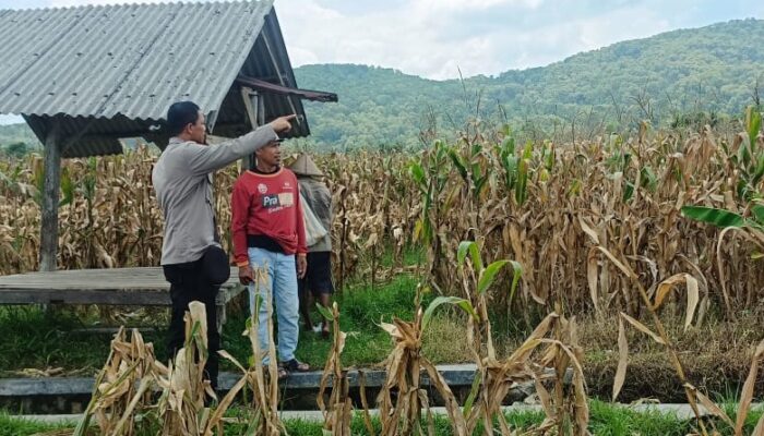 Sinergi Polri dan Petani Babussalam Hasilkan Panen Jagung 3 Ton Lebih