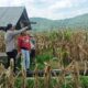 Sinergi Polri dan Petani Babussalam Hasilkan Panen Jagung 3 Ton Lebih
