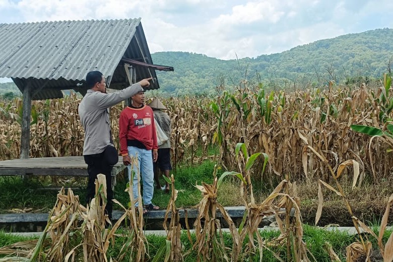 Jagung Melimpah, Polri Dukung Ketahanan Pangan di Lombok Barat