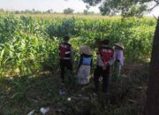 Patroli Ketahanan Pangan: Sinergi Polres Lobar dan Petani Jagung