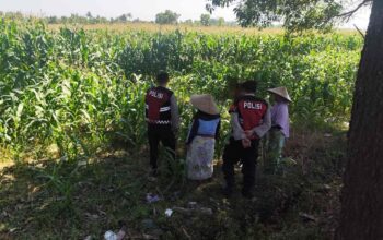 Patroli Ketahanan Pangan: Sinergi Polres Lobar dan Petani Jagung