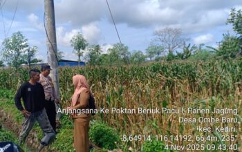 Bhabinkamtibmas Kediri Lobar dan PPL Tinjau Panen Jagung, Jaga Kestabilan Pangan Desa