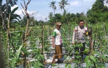 Sinergi Polri-Warga: Pekarangan Rumah Jadi Kunci Mandiri Pangan