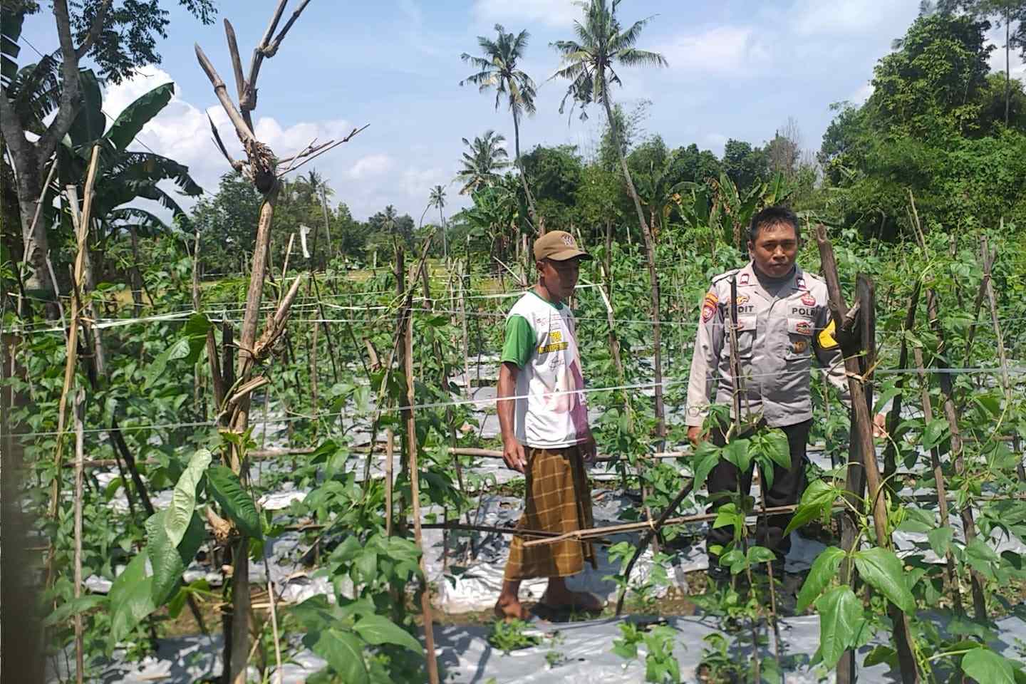 Sinergi Polri-Warga: Pekarangan Rumah Jadi Kunci Mandiri Pangan