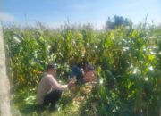 Bhabinkamtibmas Kediri Kawal Panen Jagung, Petani Lelede Merasa Tenang