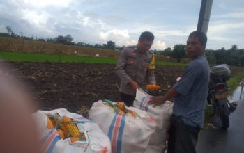 Harga Jagung di Lombok Barat: Polisi Imbau Petani Jual ke Bulog
