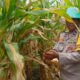 Panen Jagung di Lombok Barat Berjalan Lancar, Polri Turun Langsung Kawal Distribusi