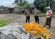 Polsek Labuapi Bantu Petani Amankan Harga Panen Jagung ke Bulog