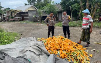 Polsek Labuapi Bantu Petani Amankan Harga Panen Jagung ke Bulog
