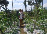 Benteng Pangan Mikro: Bhabinkamtibmas Motivasi Warga Lombok Barat Garap Lahan Produktif