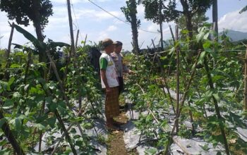 Benteng Pangan Mikro: Bhabinkamtibmas Motivasi Warga Lombok Barat Garap Lahan Produktif