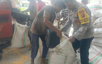 Jaga Kualitas, Polri Bantu Petani Lombok Barat Pipil Jagung