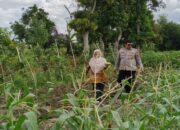 Jaga Ketahanan Pangan, Polsek Labuapi Dorong Warga Tanam di Rumah
