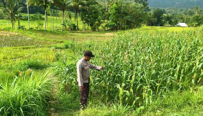 Cek Ladang Jagung, Polri Pastikan Petani Produktif