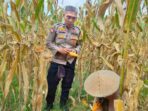 WhatsApp Image 2025-12-10 at 11.04.141 Peran Polri Jaga Stabilitas Harga, Petani Jagung Lombok Barat Diimbau Jual ke Bulog