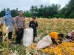 WhatsApp Image 2025-12-11 at 11.06.02 Demi Stok Pangan Nasional, Polsek Lembar Ajak Petani Salurkan Jagung Varietas NK ke Bulog