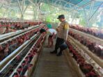 Kamtibmas Kondusif, Produksi Lancar: Peran Bhabinkamtibmas Bagi Peternak Ayam