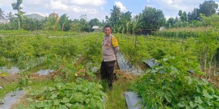Strategi Polsek Gerung Perkuat Ketahanan Pangan Nasional