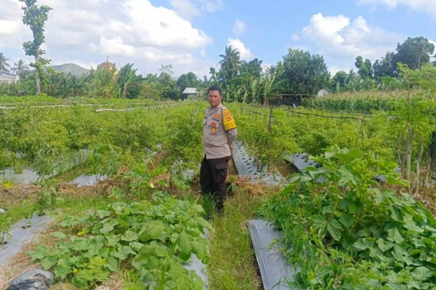 Strategi Polsek Gerung Perkuat Ketahanan Pangan Nasional