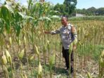 WhatsApp Image 2025-12-20 at 11.52.02 Strategi Polsek Labuapi Tingkatkan Produksi Jagung NTB