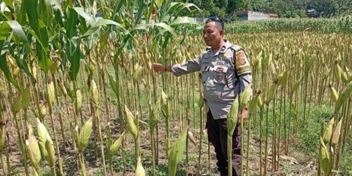 Strategi Polsek Labuapi Tingkatkan Produksi Jagung NTB
