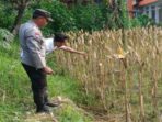 Aksi Polsek Gerung Dorong Swasembada Pangan di Desa