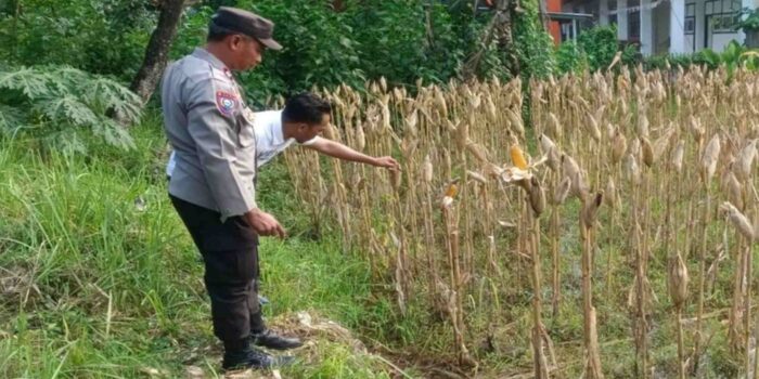 Aksi Polsek Gerung Dorong Swasembada Pangan di Desa