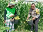Strategi Polsek Labuapi Wujudkan Kemandirian Pangan