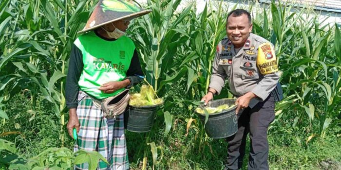 Strategi Polsek Labuapi Wujudkan Kemandirian Pangan