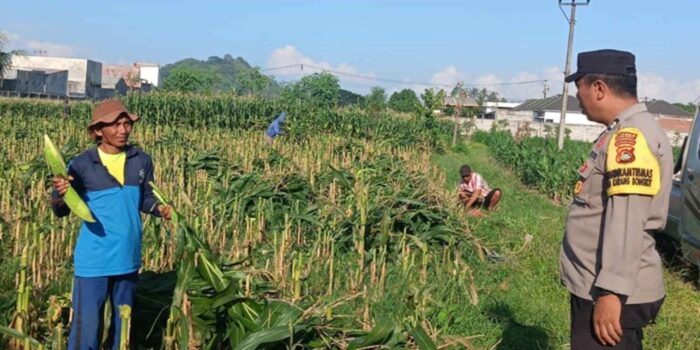 Langkah Nyata Polsek Labuapi Wujudkan Swasembada Pangan