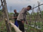 Polsek Sekotong Dampingi Petani Kuranji Dalang