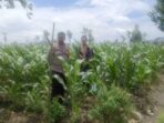 Dukung Ketahanan Pangan, Bhabinkamtibmas Beleke Bina Petani di Lahan Jagung
