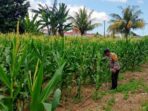 Polsek Labuapi Kawal Produktivitas Lahan Jagung di Lombok Barat